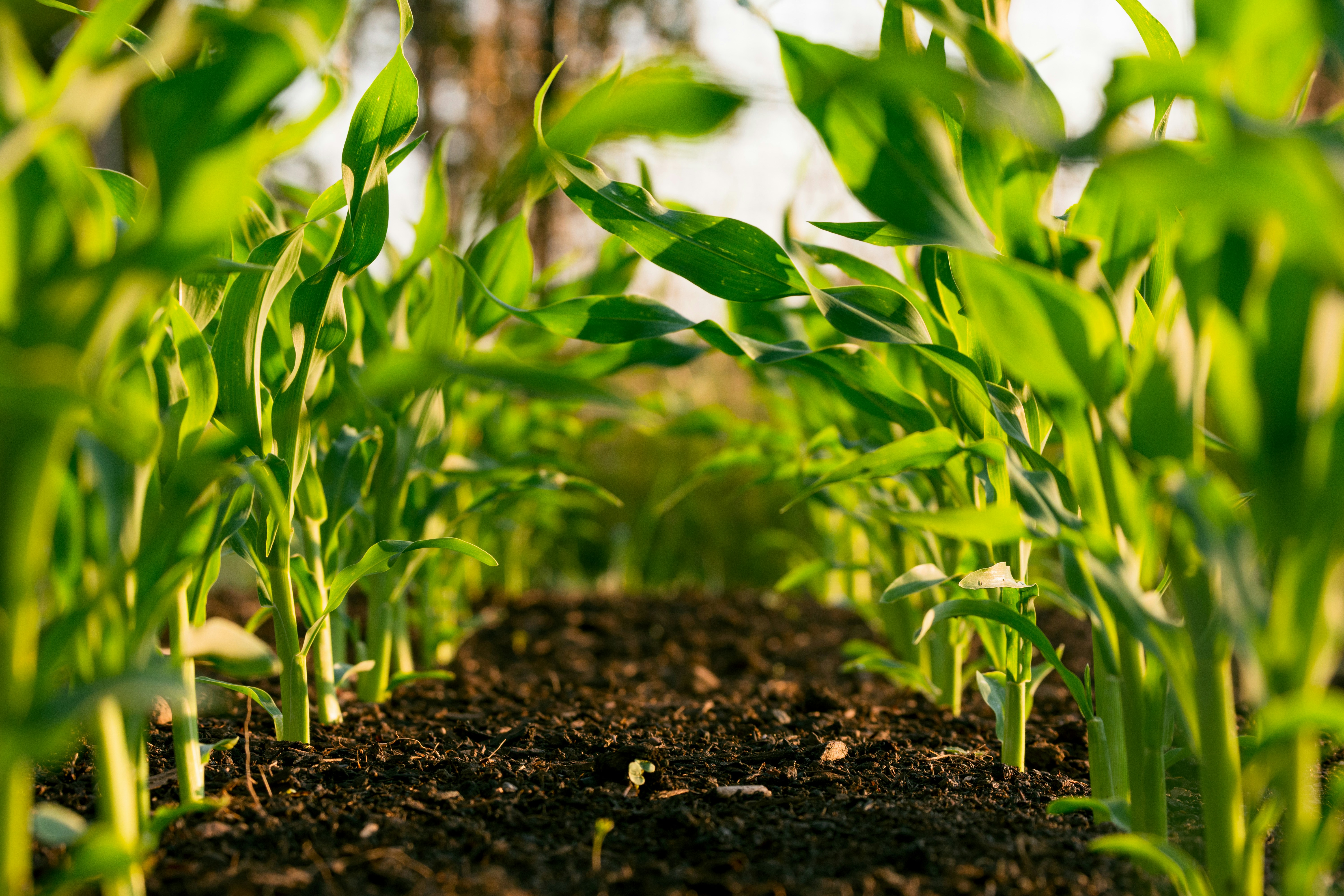 Agricultural Fertilizers — Granular Urea 46% N